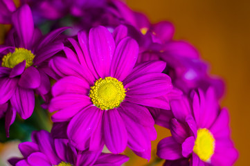 Beautiful bright purple and yellow chrysanthemum flowers, selective focus, macro