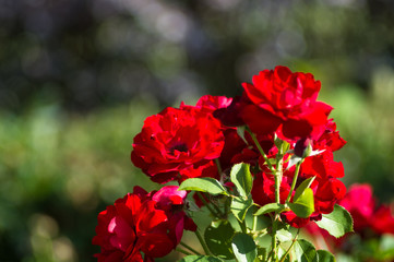Red Rose flower. Nature. close up, selective focus
