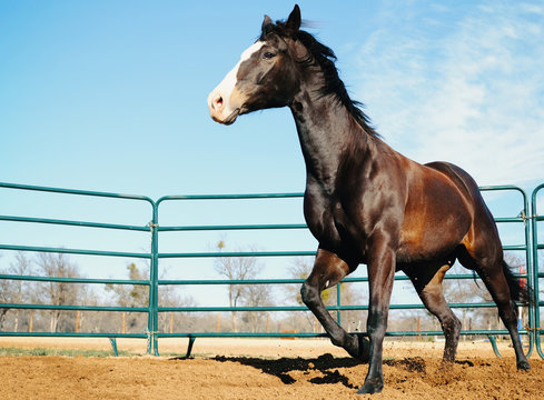 Horse lunging in round pen close up outdoors on farm.