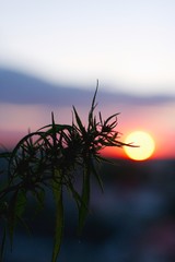Marijuana field during sunset. Medical antispasmodic cannabis. Hemp industrial plantation in sunlight