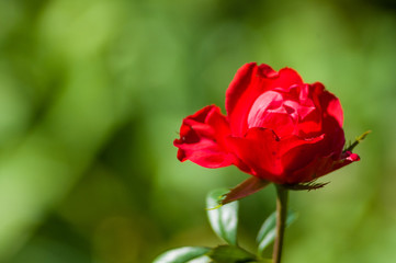 Red Rose flower. Nature. close up, selective focus