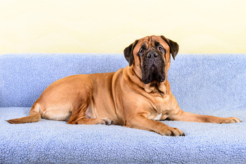 big dog bullmastiff animals theme