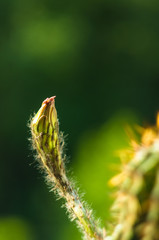 Cactus echinopsis tubiflora, selective focus, close up