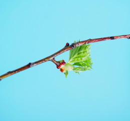 Blossoming leaves on a tree branch. It's spring.