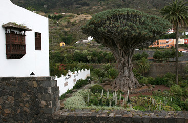 Drachenbaum in Icod de los Vinos, Teneriffa