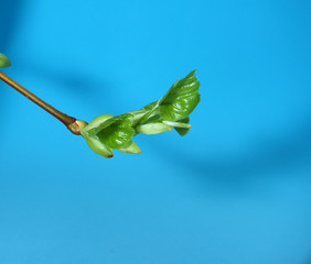 Obraz premium Blossoming leaves on a tree branch. It's spring.