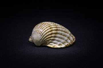 Seashell isolated on black background