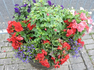 red flowers in street planter