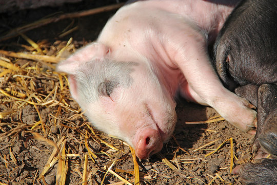 Pink piglets bask in sun and sleep embracing