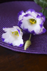 Beautiful white flowers  - eustoma, lisianthus or prairie gentian