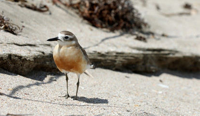 Dotterel Maoriregenpfeifer Neuseeland