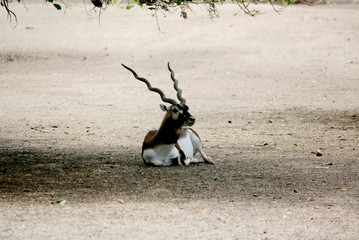 wildlife