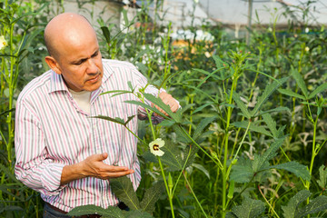 Gardener checking okra plants