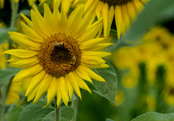 Obraz premium Field of yellow sunflowers in bloom.