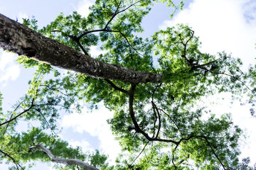 Fototapeta premium tree and sky