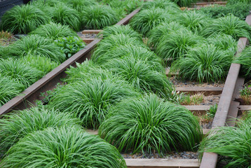 Green grasses landscape design High Line - obrazy, fototapety, plakaty