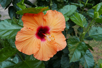 Hibiscus bright orange dark red center