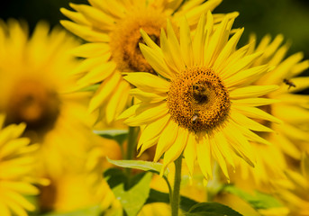 Sunflowers blooming in a sunny field of flowers.
