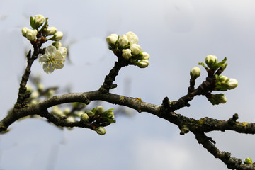 a branch with budding blossom of a plum tree closeup in springtime
