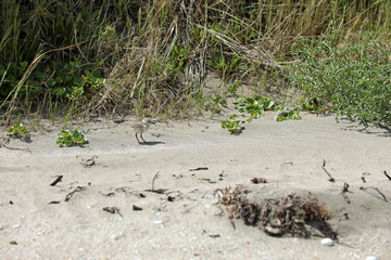 Dotterel Maoriregenpfeifer Neuseeland