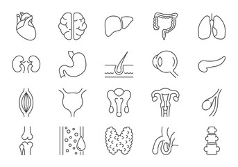 Inernal Organs Icons Set