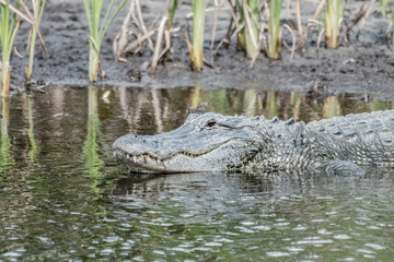 Fototapeta premium alligator in florida