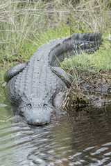 alligator in florida