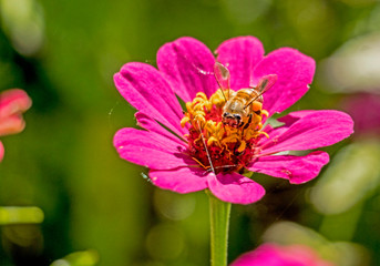 A Honeybee feeds on pollen from a pink Zinnia flower.