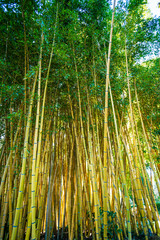 Fototapeta premium Bamboo sprouts forest
