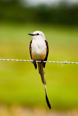 Scissor-tailed Flycatcher Resting on Barb-wire Fence
