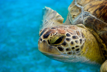 Green Sea Turtle Profile