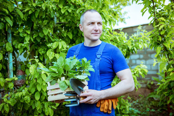 Gardening, planting seedlings, man gardener with a box of seedlings