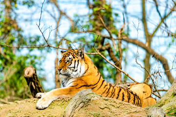 Naklejka na ściany i meble beautiful tiger in zoo