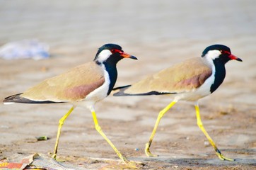 Birds walking