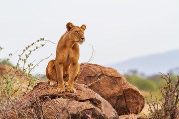 Lioness lion (panthera leo) sitting upright on rock rocks with intense serious look. Front face and...