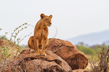 Lioness lion (panthera leo) sitting upright on rock rocks with intense serious look. Front face and body. Samburu National Reserve, Kenya, Africa. African lion with copy space  © Nicola.K.photos