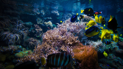 Fototapeta na wymiar tropical Fish on a coral reef