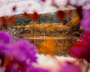 an island with orange trees in a Park with a bokeh of purple flowers