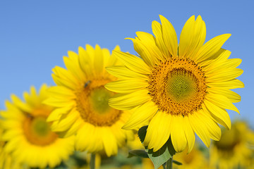 Sunflowers against blue sky. Sunflowers field on a sunny day.