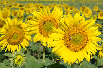 Field of sunflowers. Bees collect honey and pollen on sunflowers..