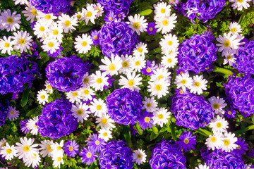 Hyacinth purple with Daisy flower in garden