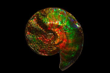 Iridescent Ammonite