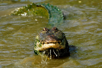 Curious American Alligator