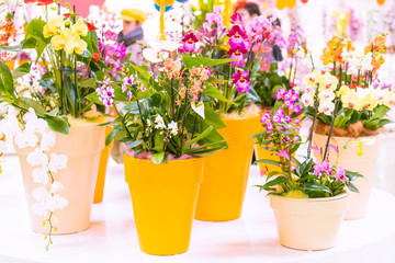 Beautiful tropical orchid flowers in pots