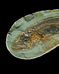 Close Up of Fossilized Fish Against a Black Background