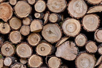Wood texture. Background of wood cuts, round logs. Cross section of the tree