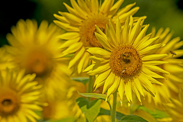Sunflowers blooming in a sunny field of flowers.