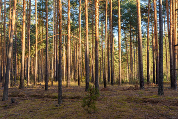 Forest thicket, pine trees in the forest. Ryazan region Russia