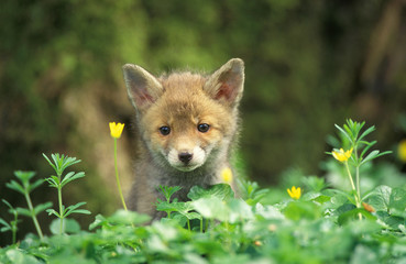 Portrait of red fox cub