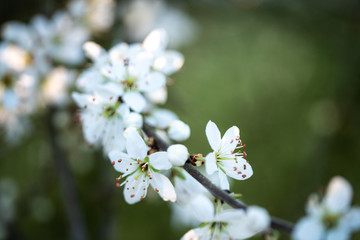 white flowers of apple tree